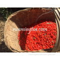 Organic Certified Dried Goji Gerries	Wholesale